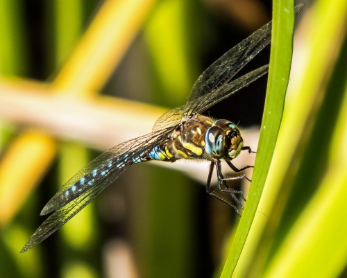 Migrant Hawker
