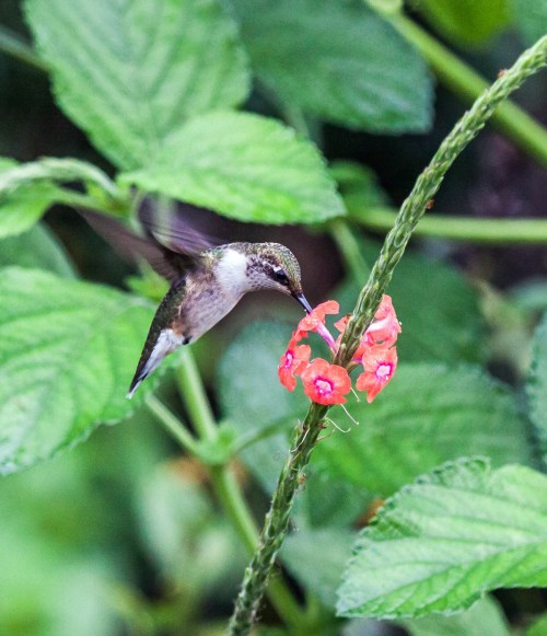 Ruby-throated Hummingbird