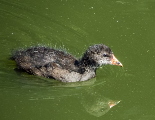 Common Moorhen