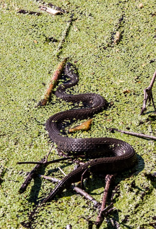 Northern Water Snake