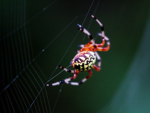 spider making web