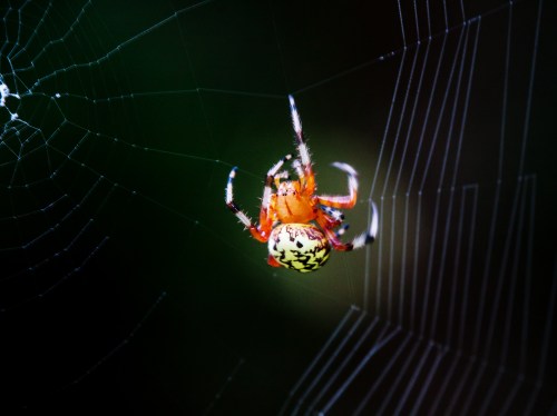 spider making web
