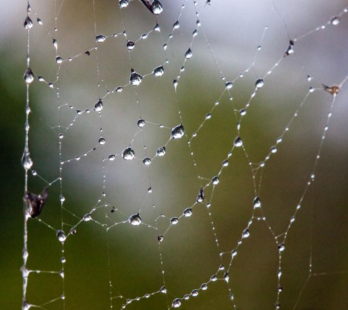 wet spider web