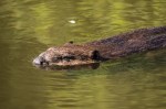 beaver2_3Oct18_blog