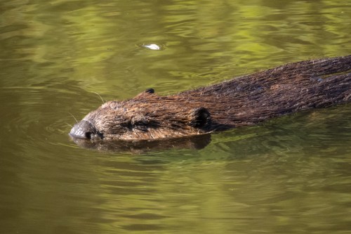 beaver