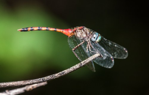 Blue-faced Meadowhawk