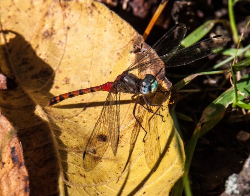 Blue-faced Meadowhawk
