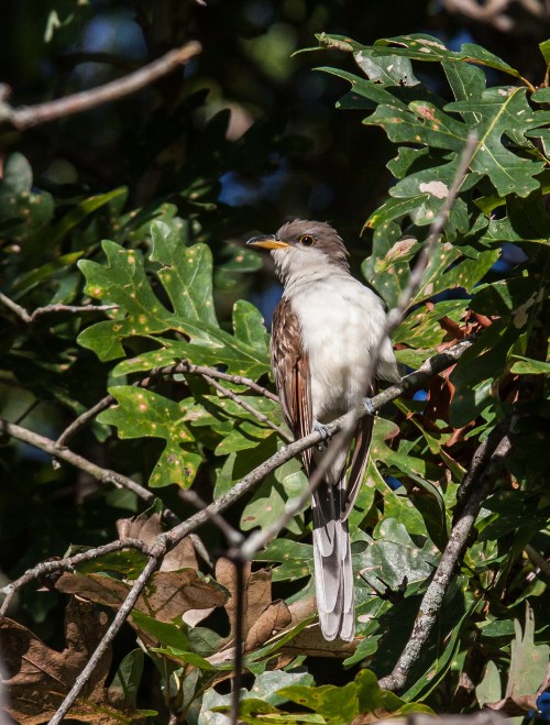 Yellow-billed Cuckoo