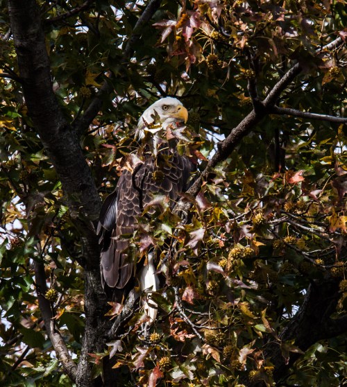 Bald Eagle