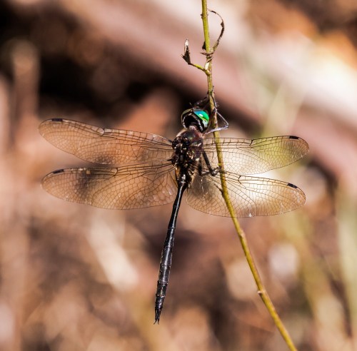 Fine-lined Emerald