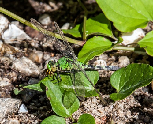 Eastern Pondhawk