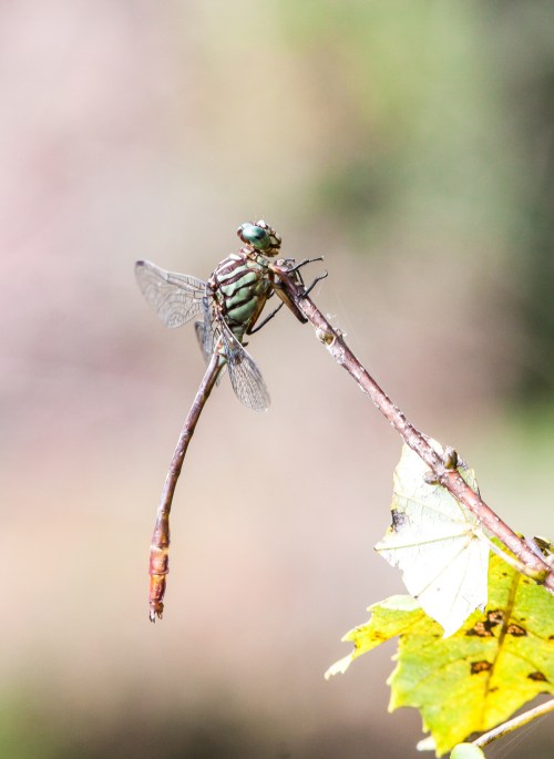 Russet-tipped Clubtail