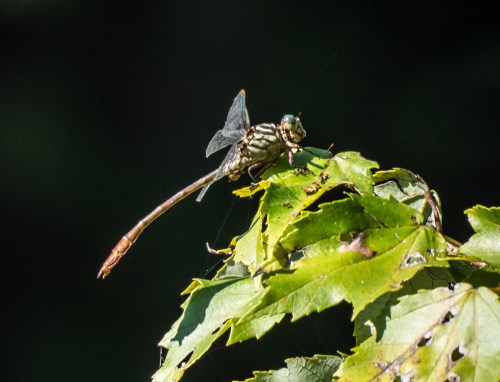 Russet-tipped Clubtail