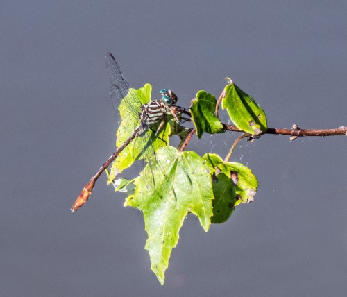 Russet-tipped Clubtail