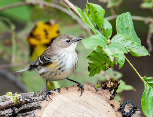 Yellow-rumped Warbler