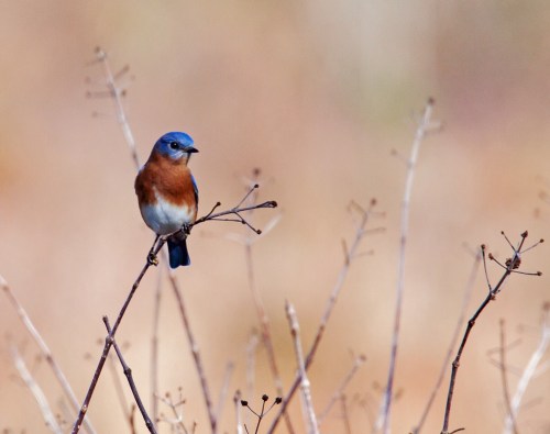 Eastern Bluebird