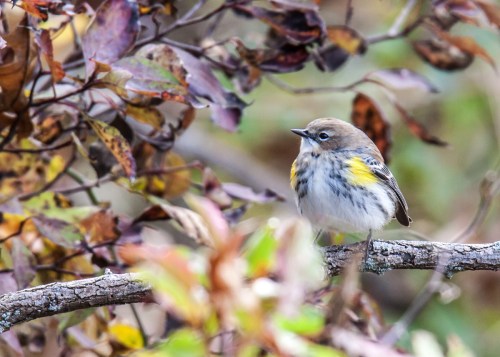 Yellow-rumped Warbler