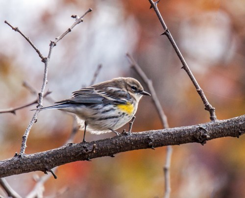 Yellow-rumped warbler