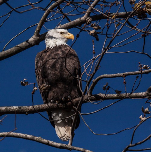 Bald Eagle