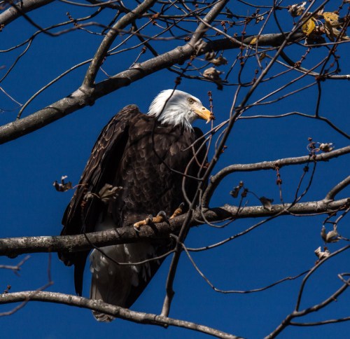 Bald Eagle