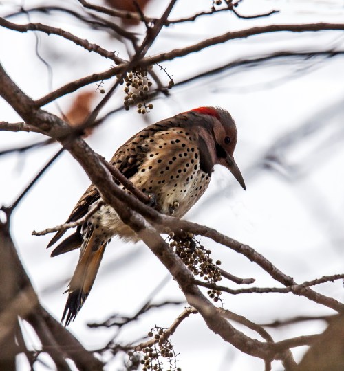Northern Flicker