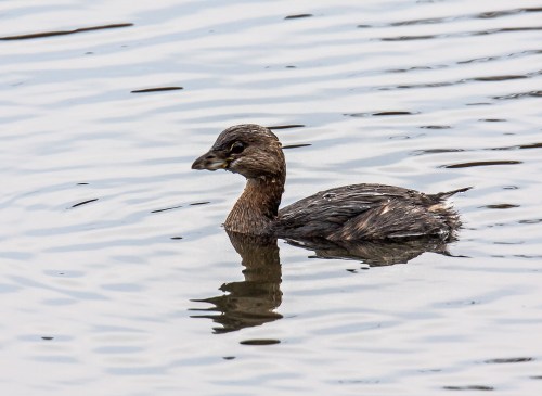 Pied-billed Grebe