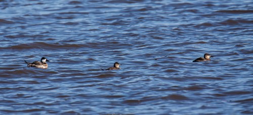 Ruddy Duck