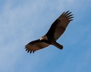 Young Turkey Vulture In Flight Young Turkey Vulture In Flight