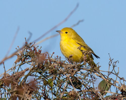 Yellow Warbler