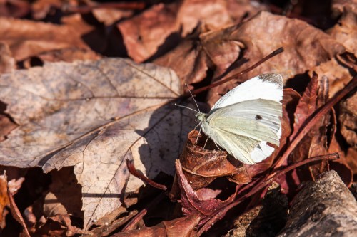 Cabbage White