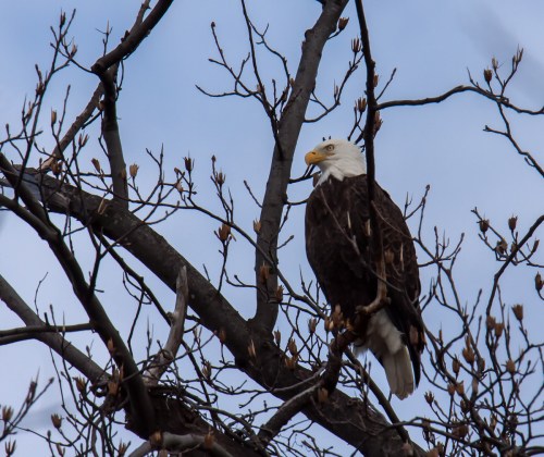 Bald Eagle