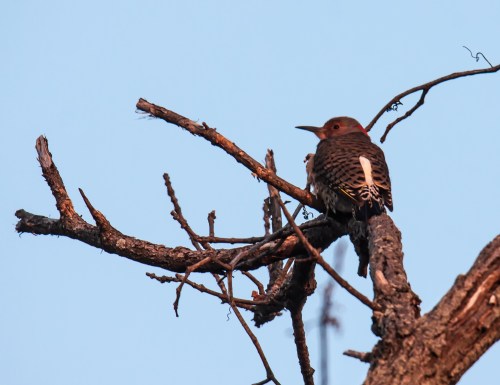 Northern Flicker