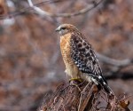 hawk1_21Dec18_blog