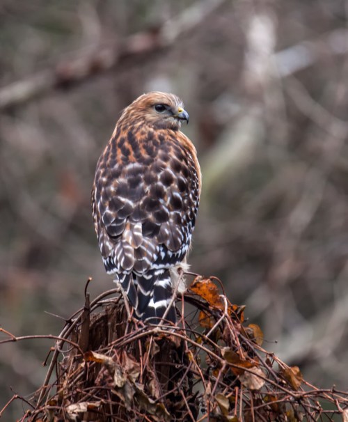 Red-shouldered Hawk