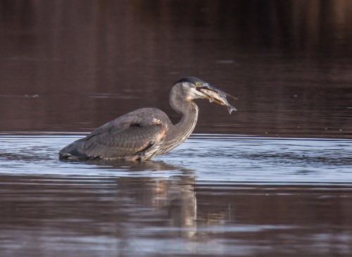 Great Blue Heron