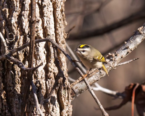 Golden-crowned Kinglet