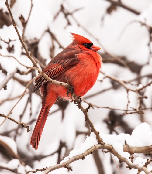 Northern Cardinal