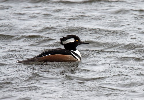 Hooded Merganser