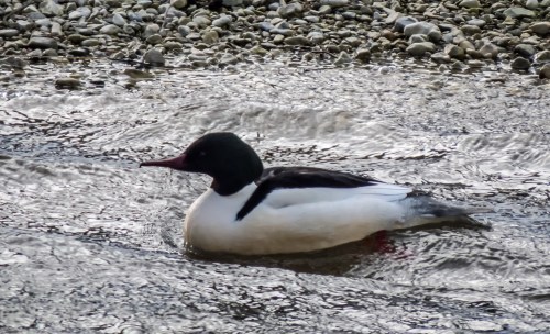 Common Merganser