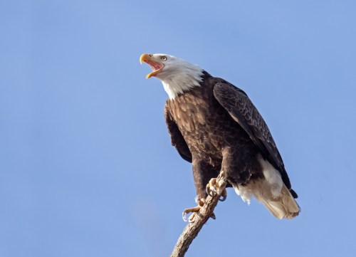 bald eagle