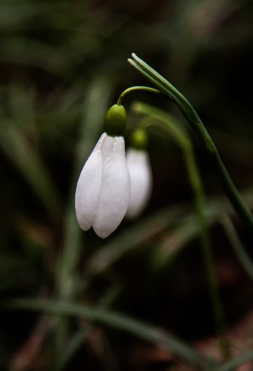 snowdrops