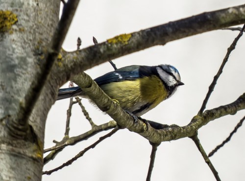 Eurasian Blue Tit