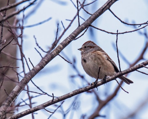 American Tree Sparrow