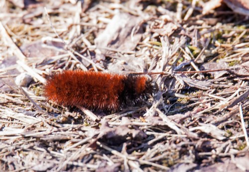 Woolly Bear