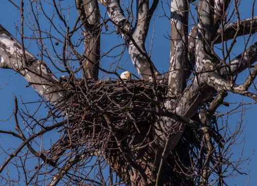 nesting Bald Eagle