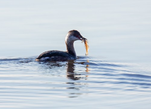 Horned Grebe