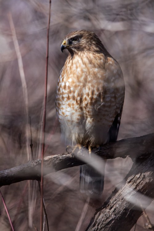 Red-shouldered Hawk