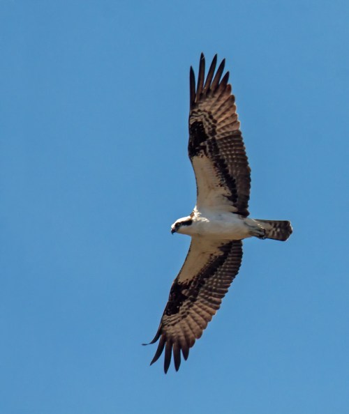 osprey