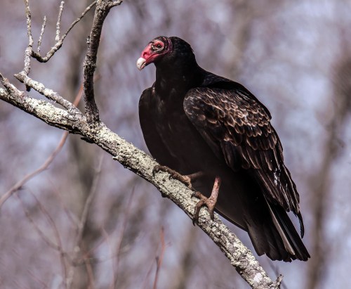 Turkey Vulture