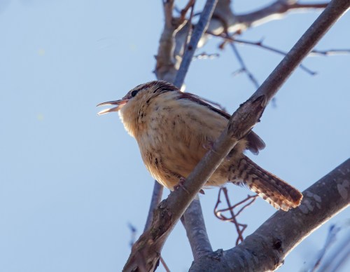 Carolina Wren
